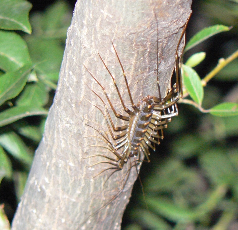 川縁のヤナギ(左)_獲物を探すオオゲジ_2021年6月14日20時頃 気温22度
